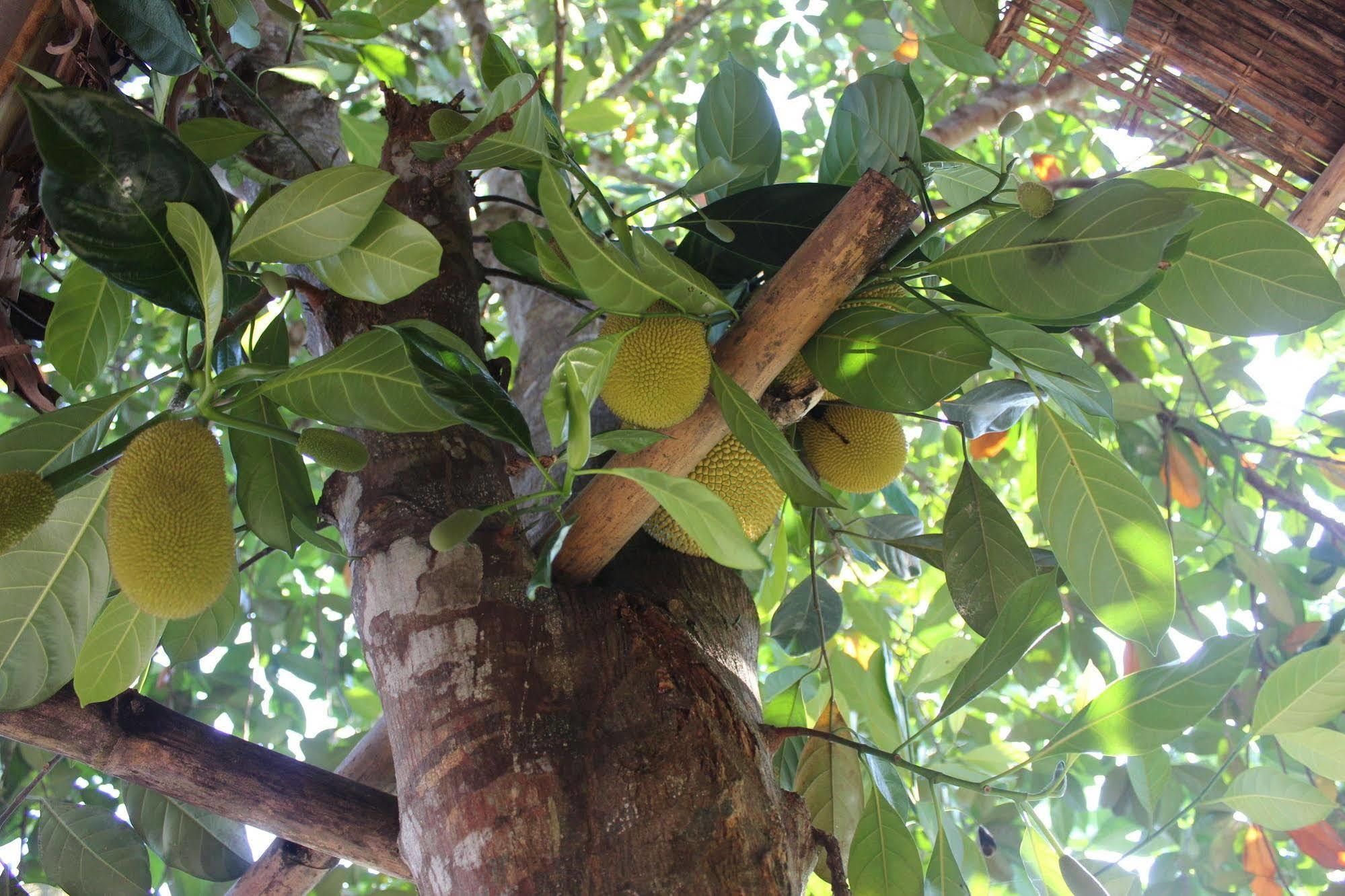 Pepper Farm Phu Quoc Hotel Buitenkant foto